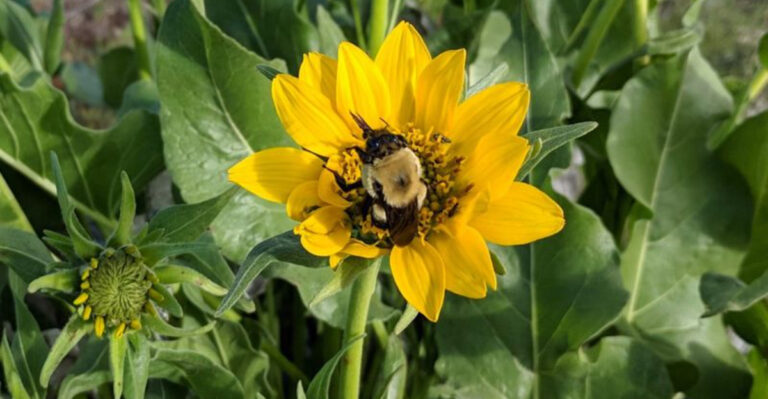 oregon native flower
