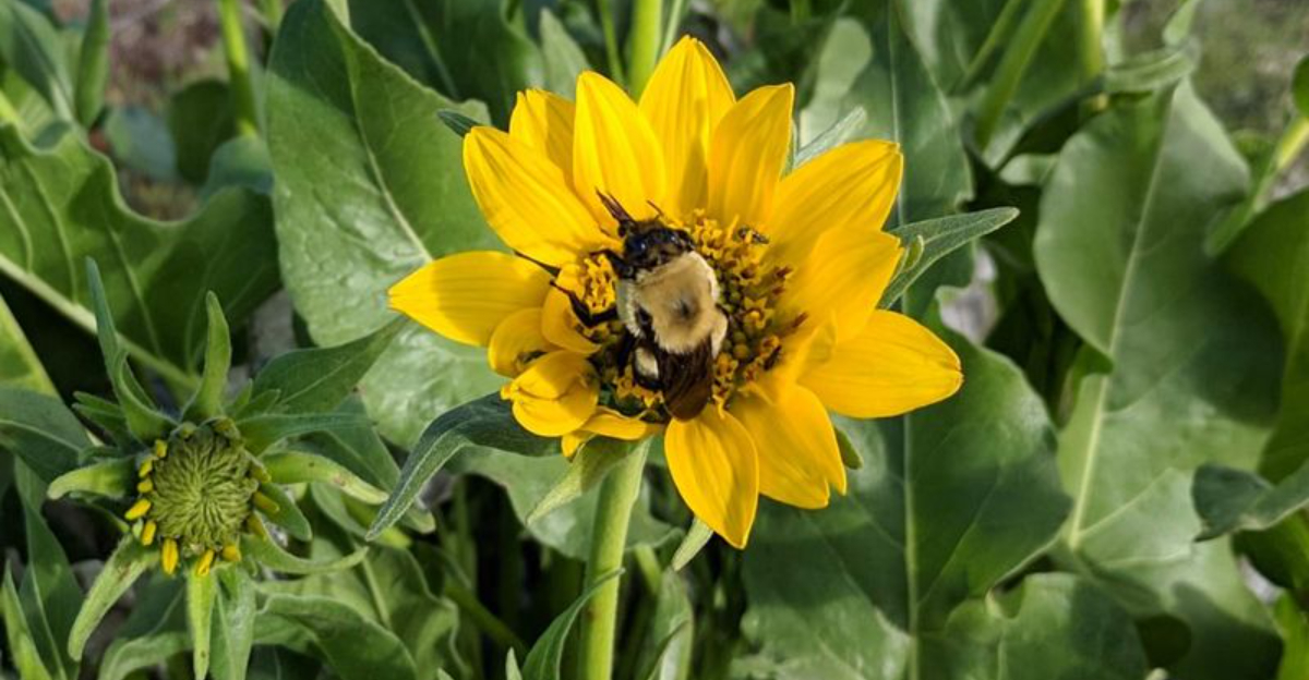 The Native Plant Revival Sweeping Through Oregon Yards — Here’s Why Gardeners Are Loving It