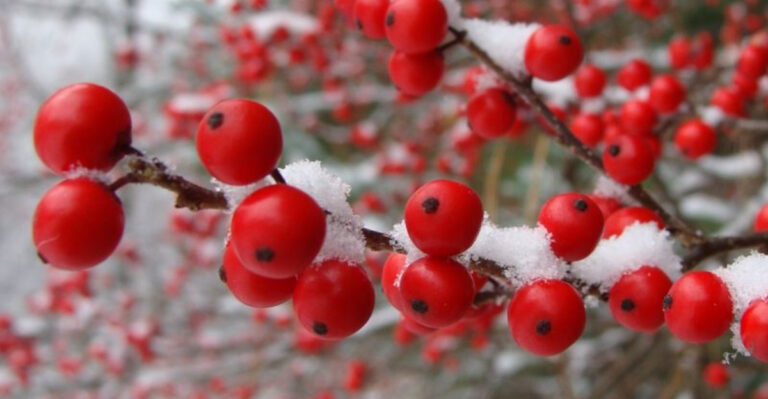 winterberry