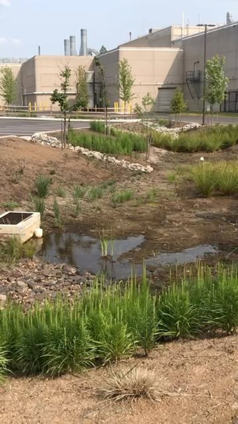 What Exactly Is a Rain Garden