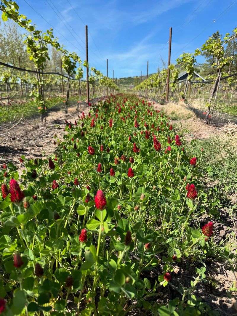 How Crimson Clover Suppresses Weeds Naturally