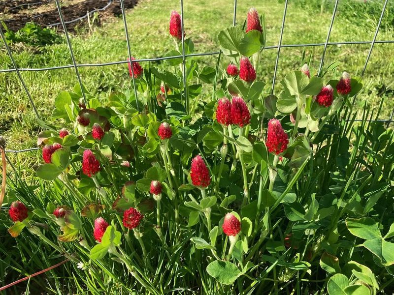 How Crimson Clover Loosens Compacted Clay Soil