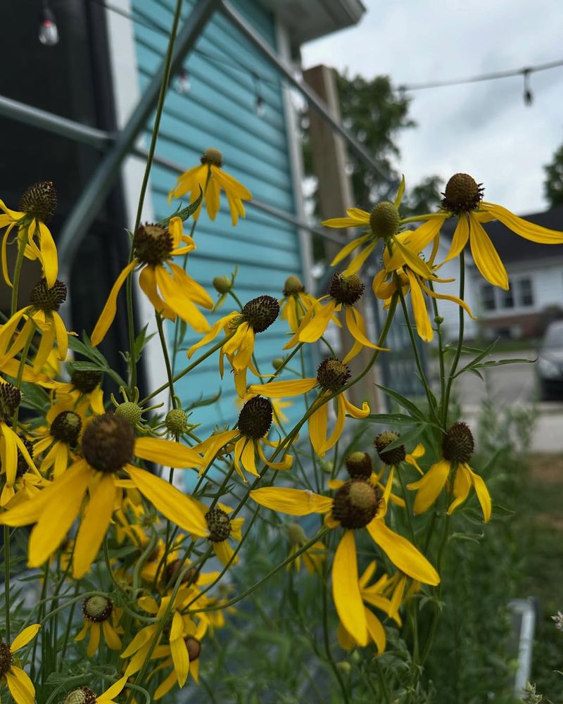 Native Plants Are Your Best Friends