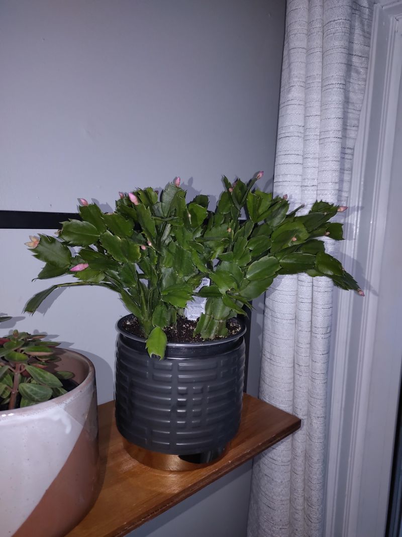 How Long Darkness Triggers Christmas Cactus Buds