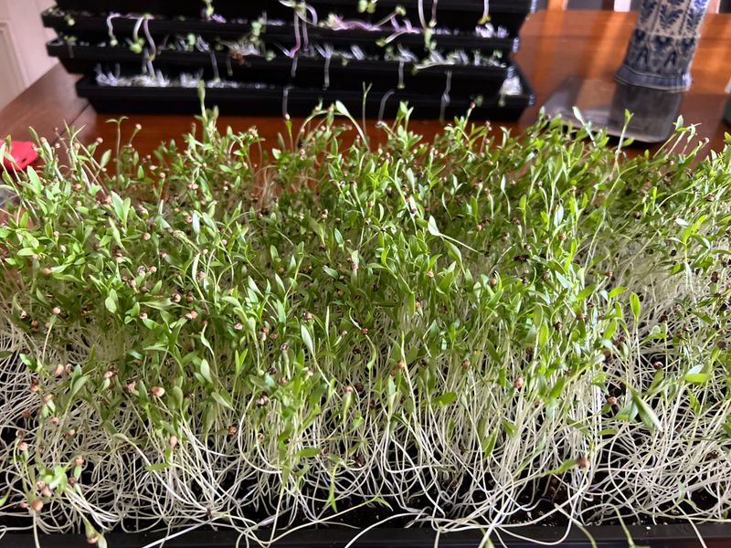 How To Pick The Easiest Seeds For Cold-Season Growing