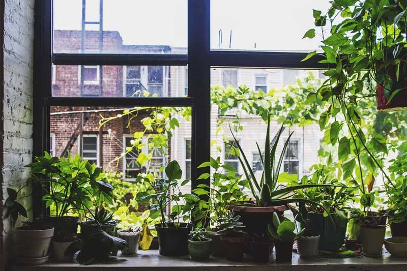 Bringing Tender Plants Indoors Without Enough Light