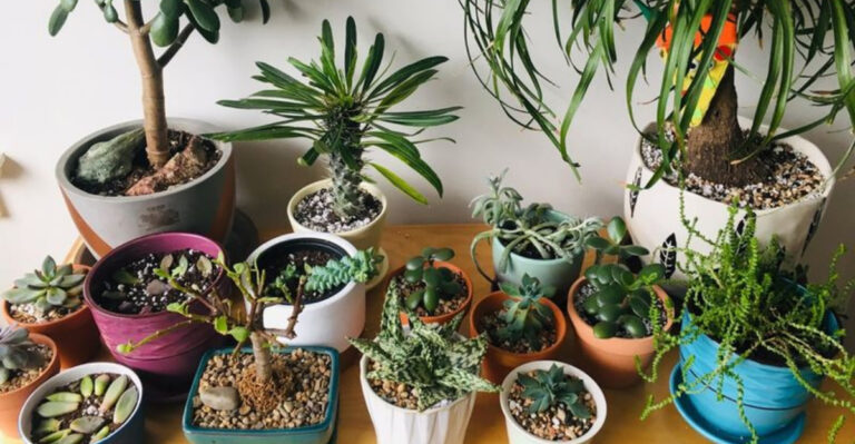 plants indoors
