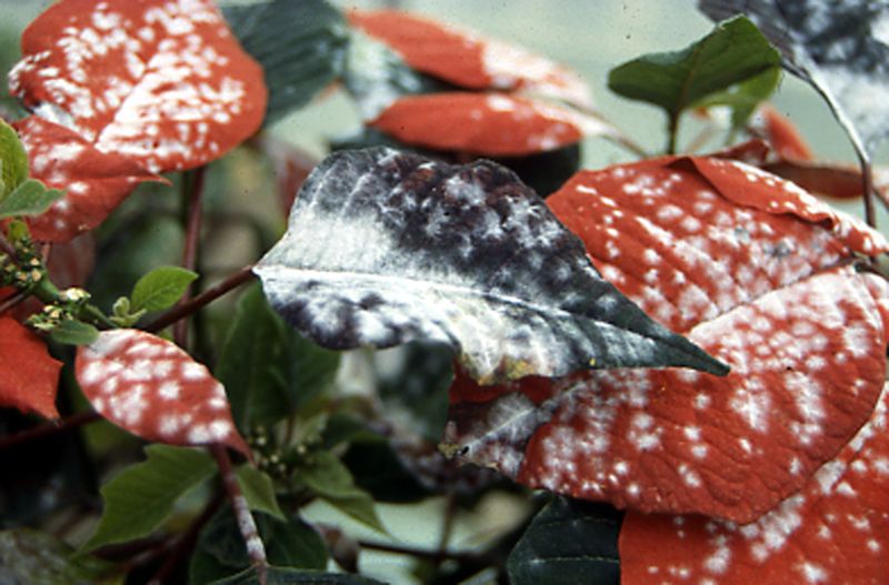 Excessive Moisture Breeds Fungal Growth