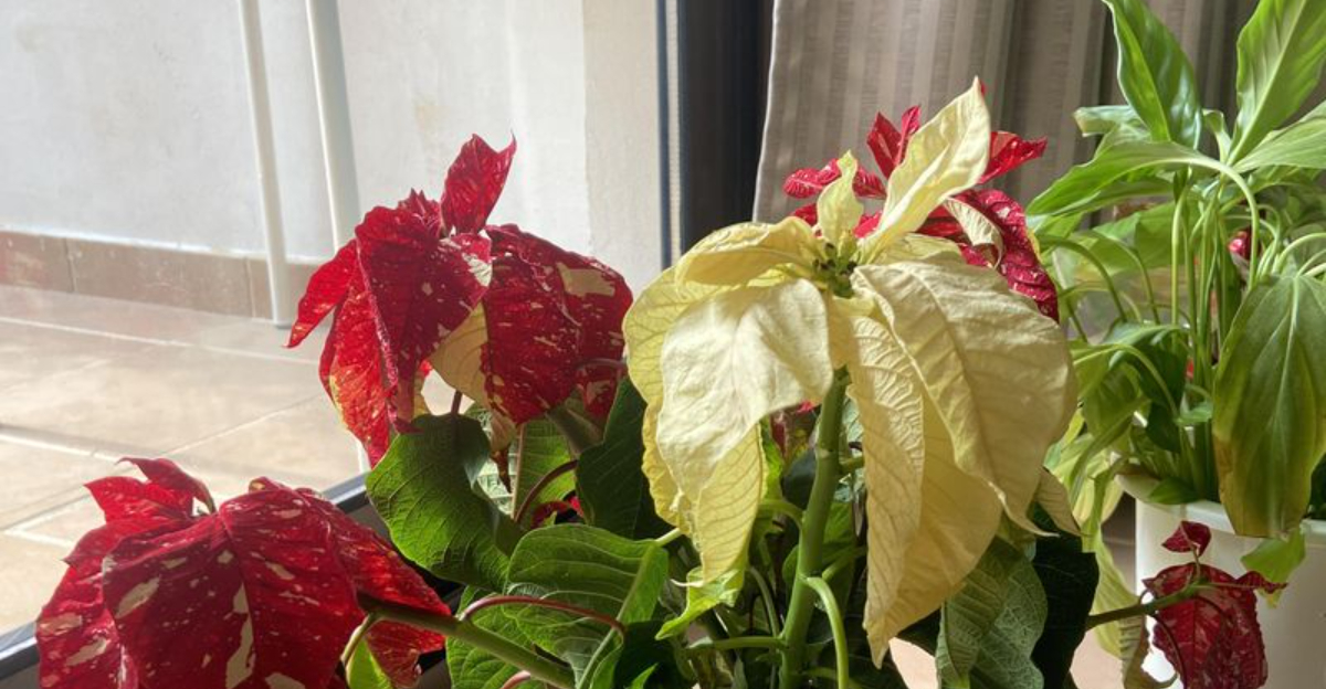 The One Poinsettia Problem Florida Homeowners Face Each December