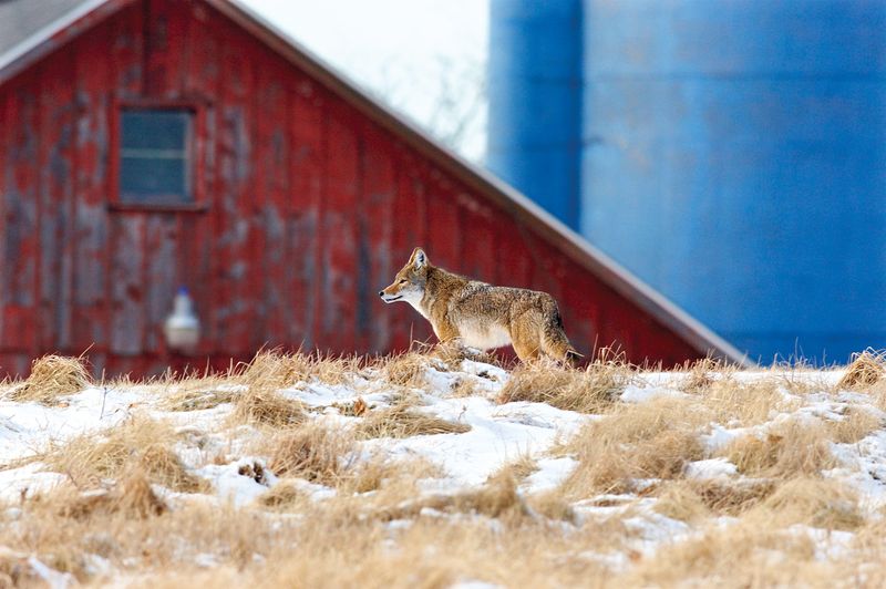 Why Coyote Tracks Often Go Unnoticed In Georgia Yards