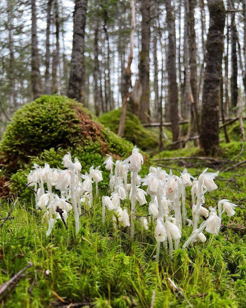How Long Ghost Pipe Season Usually Lasts