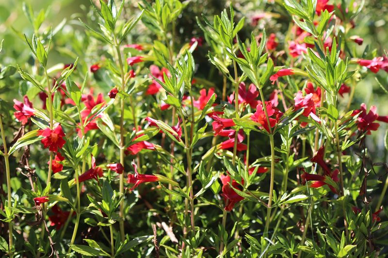 The Native Plant Purist