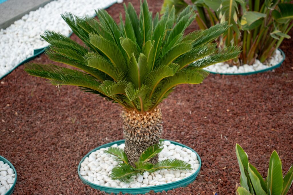 cycad palm