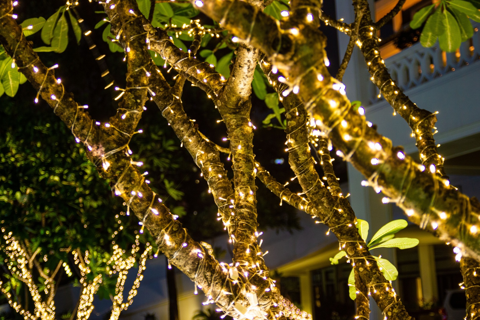 The Outdoor Christmas Plant Displays Turning Heads Across Florida Neighborhoods