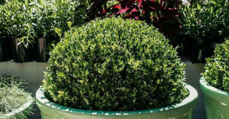 outdoor decor for indoors