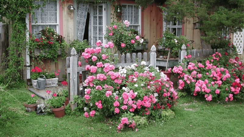 The Cottage Garden Romantic