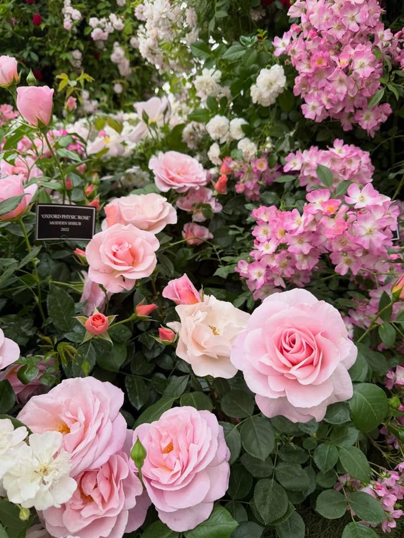 Soft Color Groupings That Photograph Beautifully