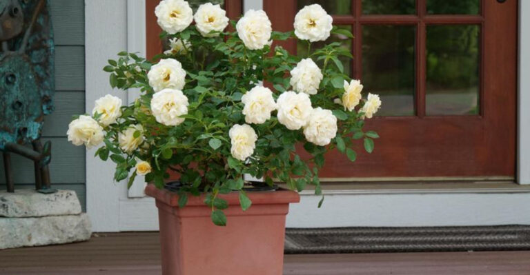 roses (featured image)