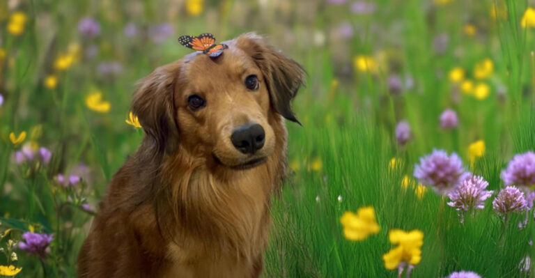 dog (featured image)