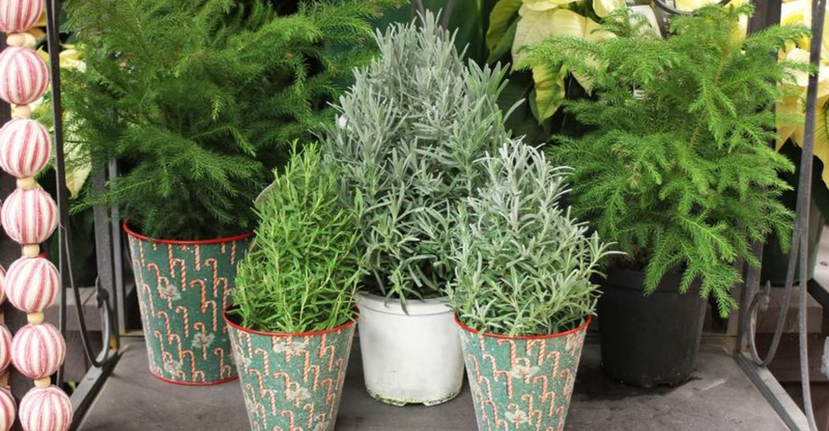 herbs (featured image)