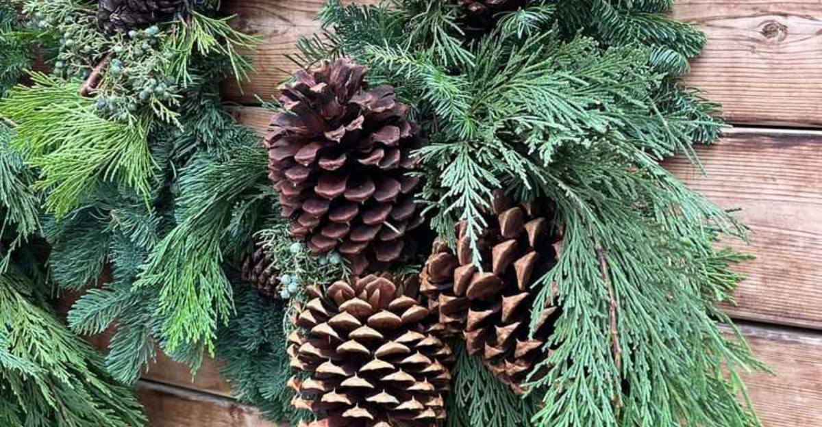 The Pine Cedar And Juniper Decor Trends Filling North Carolina Gardens This Christmas