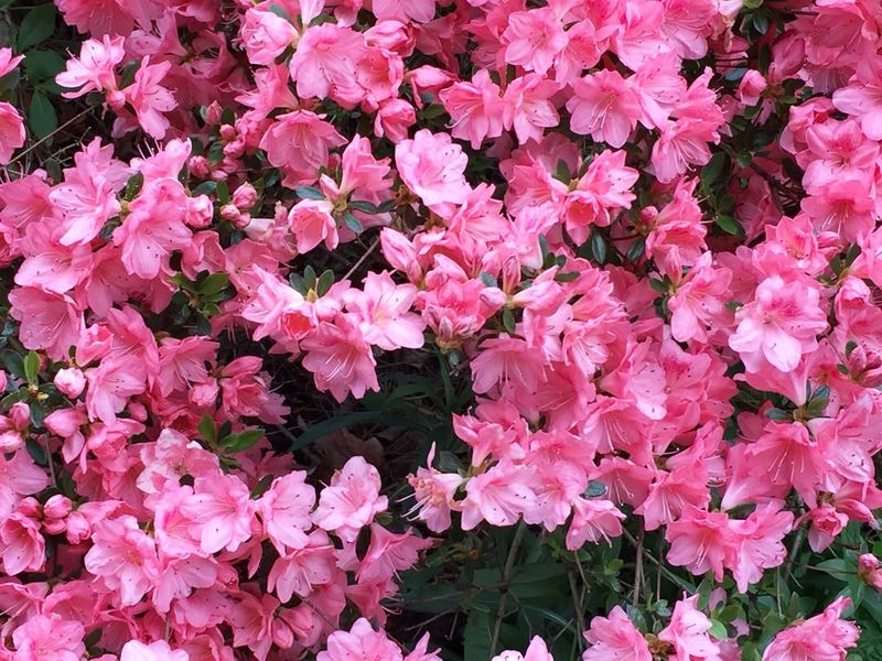 The Shrubs That Set The Pink Mood