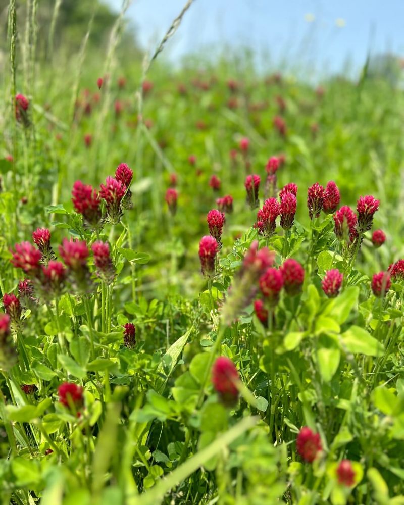 Nitrogen Fixation Powers Up Garden Beds