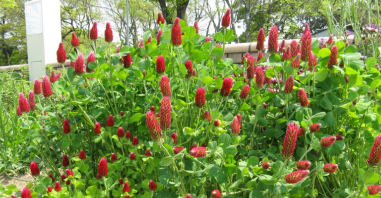 plants (featured image)