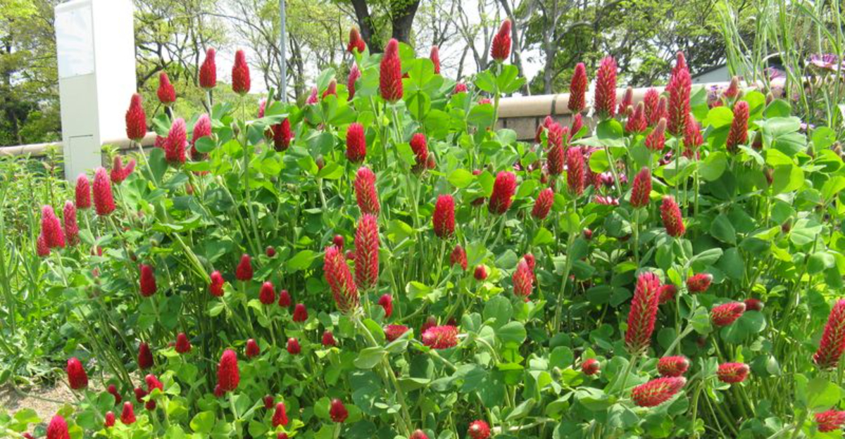 The Plant Georgia Homeowners Should Start In Late Winter To Boost Soil By Spring