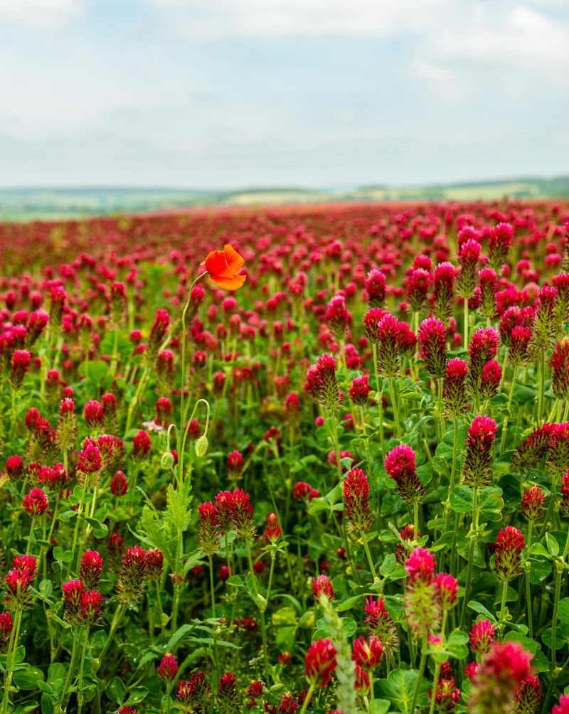 Crimson Clover Fixes Nitrogen Naturally