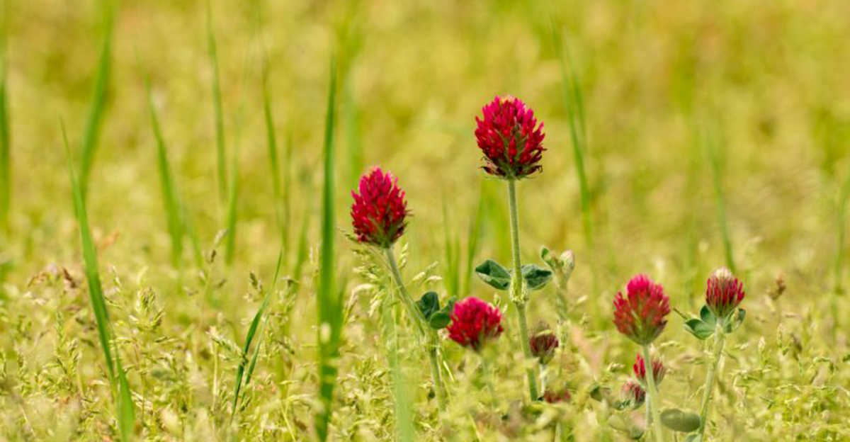 The Plant North Carolina Gardeners Should Start In Late Winter For Healthier Soil Next Season