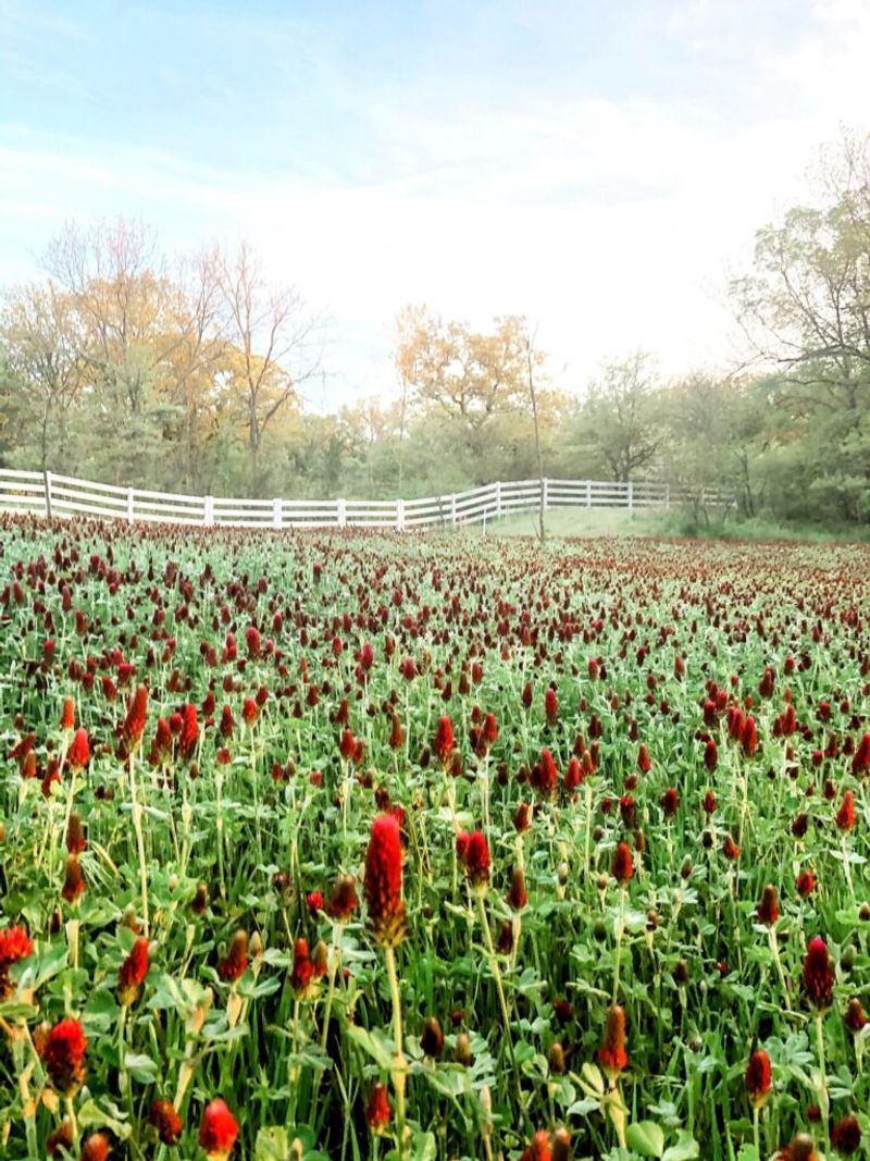 Why Crimson Clover Is A Natural Soil Builder For Tennessee Gardens