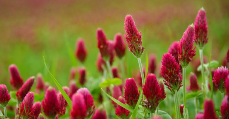 crimson clover in bloom