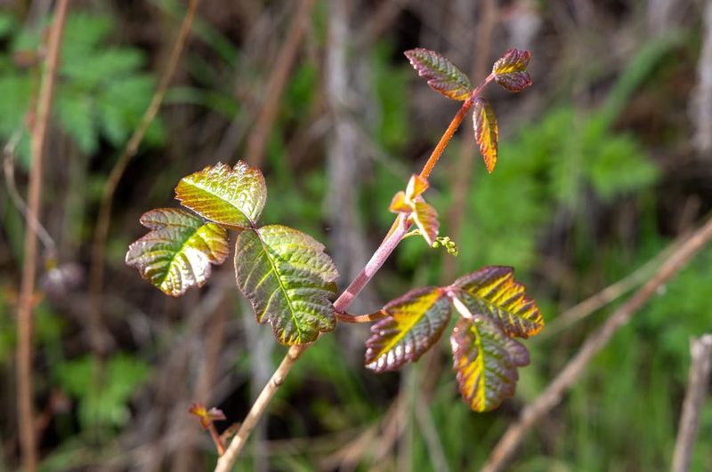 The Toxic Smoke Creates Severe Breathing Problems