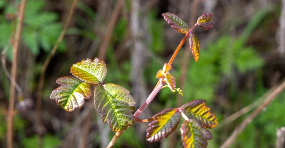 poison oak leaf