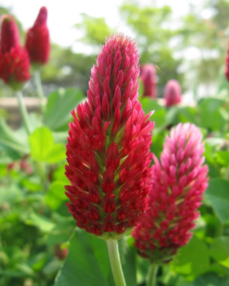 Crimson Clover