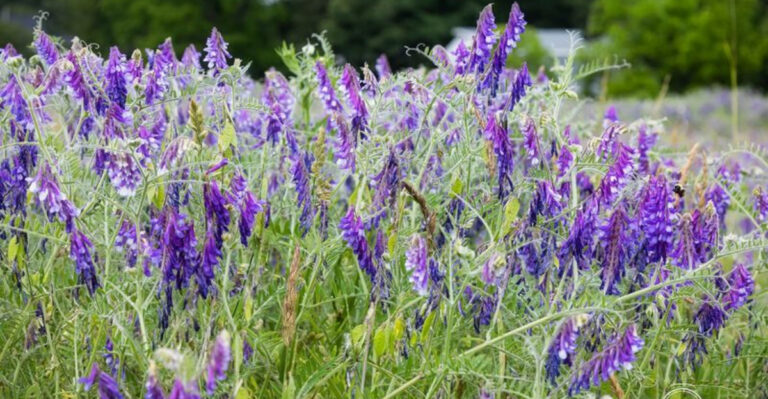 hairy vetch flower