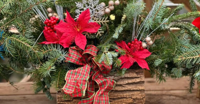 Poinsettia (featured image)