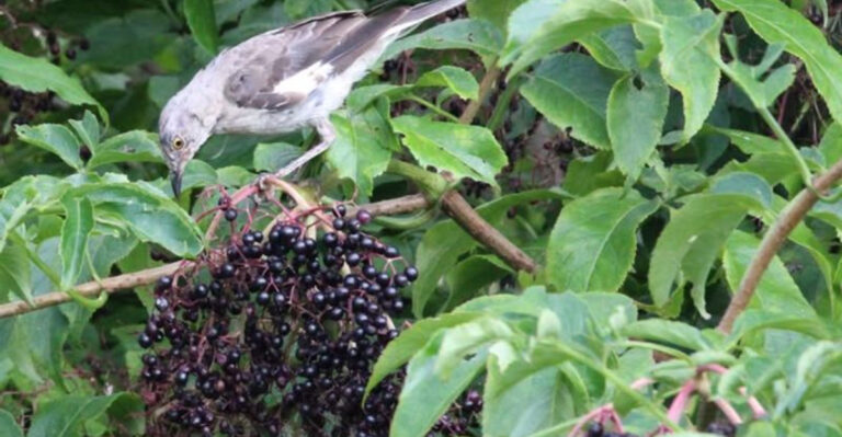 pollinator beneficial shrub