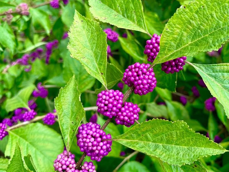 Native Wonder Of The Southeast