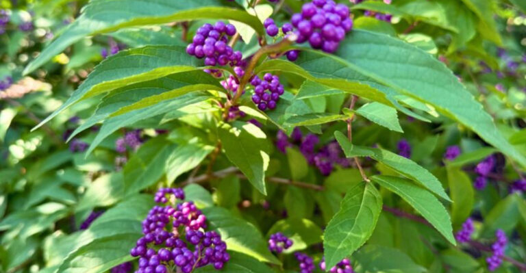 american beautyberry