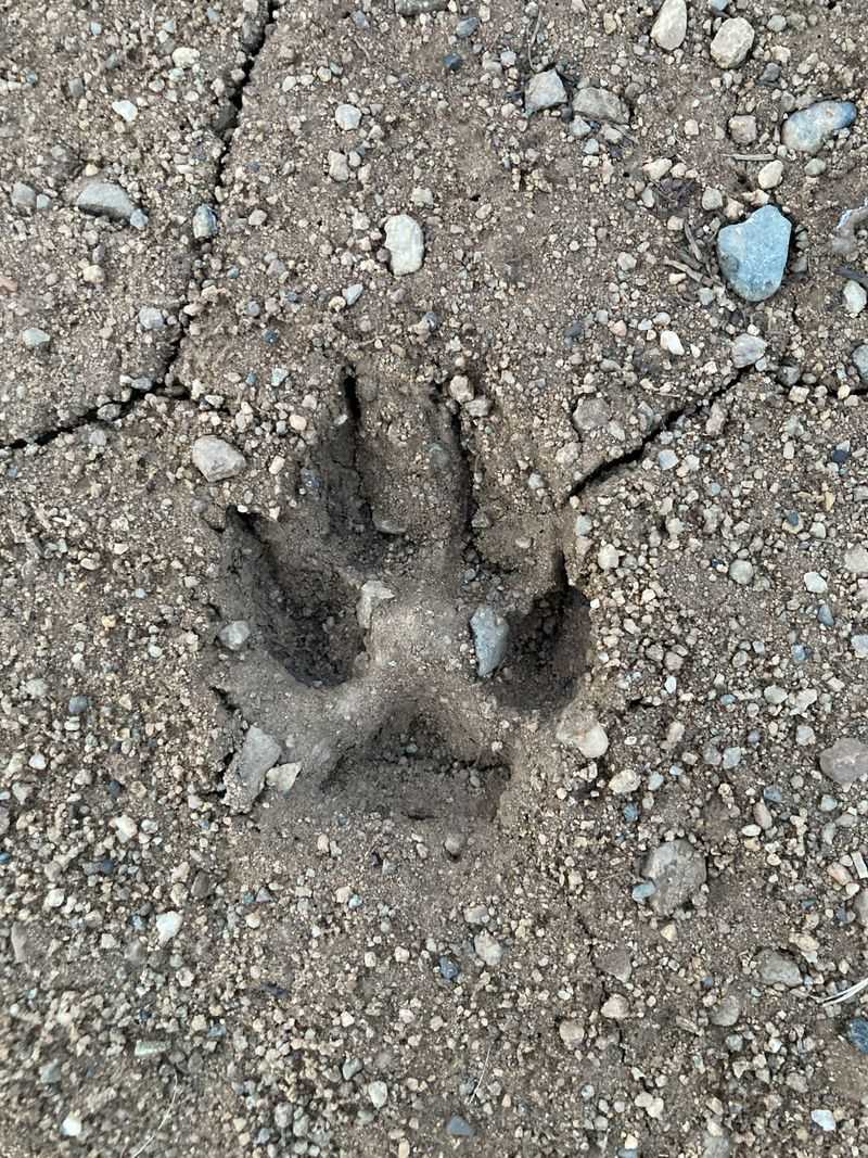 Tracks With Four Toe Pads In Soft Soil
