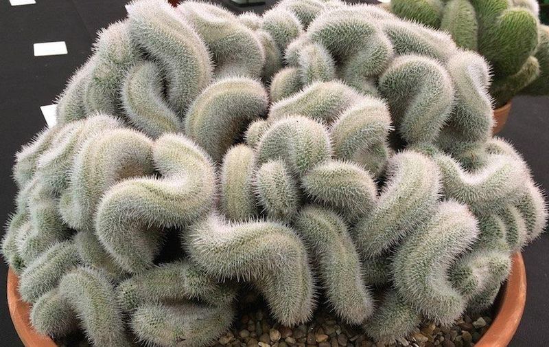 Brain Cactus Is One Of The Rarest Mutated Cacti In Cultivation