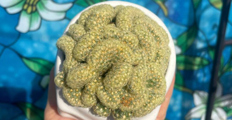 brain cactus