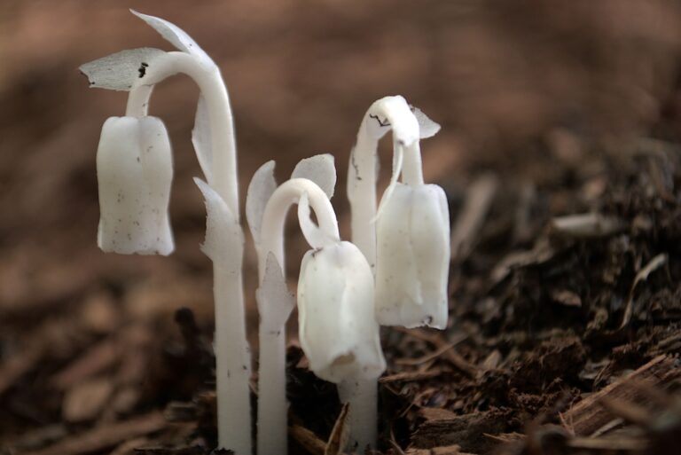 ghost pipe plant