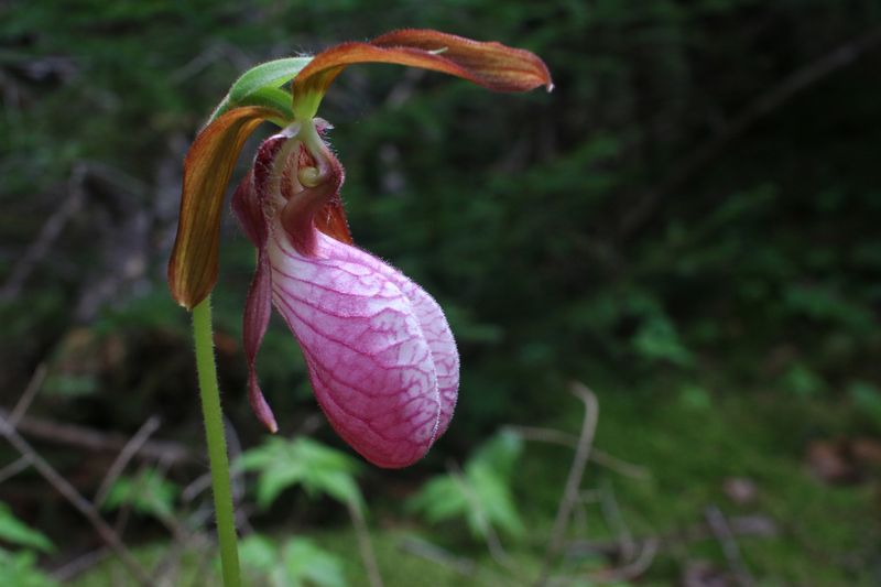 Winter Blooming Is Extremely Unusual For This Species