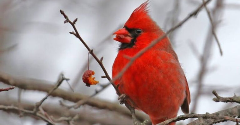 cardinal in a tree