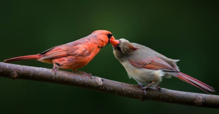 two cardinal birds