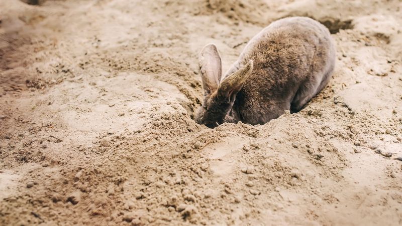 Rabbits Dig Shallow Holes To Create Safe Resting Spots