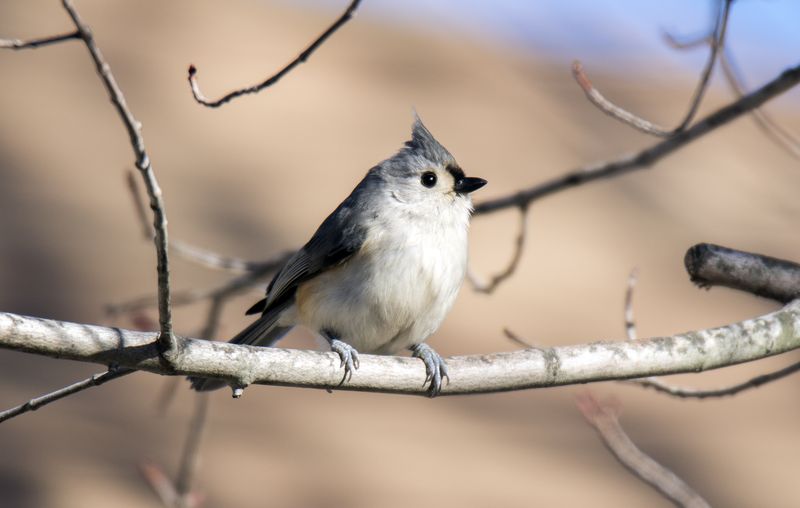 Winter Food Scarcity Drives Them To Feeders